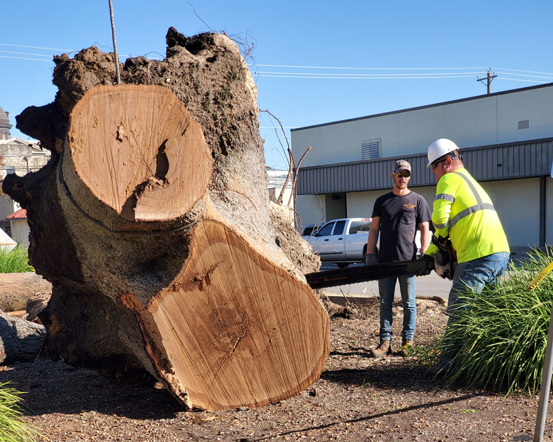 tree being cut up for removal